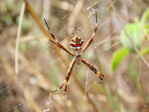 Silver Garden Orbweaver