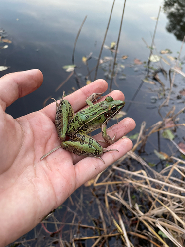 Southern Leopard Frog