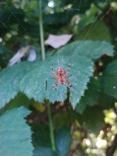 Cross Orbweaver