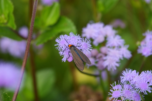 Yellow-collared Scape Moth