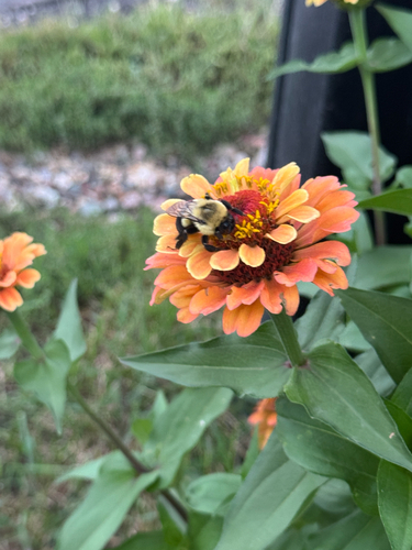 Common Eastern Bumble Bee