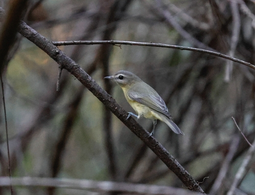 Philadelphia Vireo