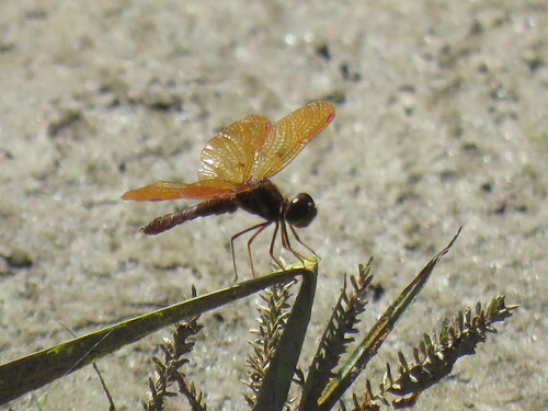Eastern Amberwing