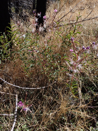 fireweed