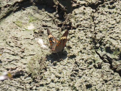 Common Buckeye