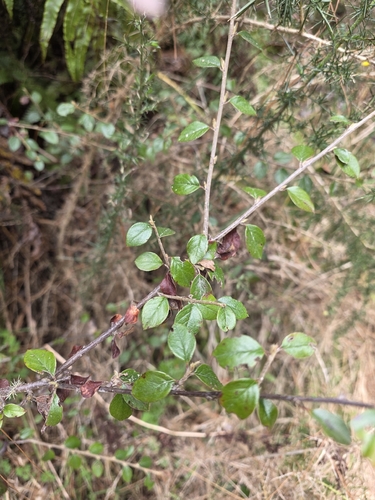 Cotoneaster simonsii, photograph 5