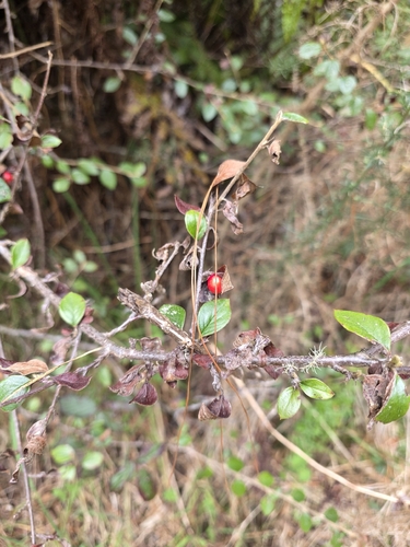 Cotoneaster simonsii, photograph 6