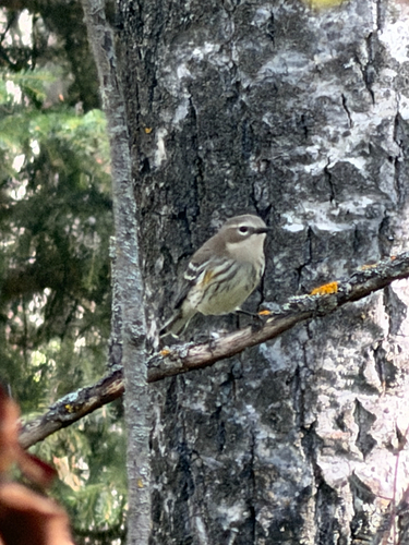 Yellow-rumped Warbler
