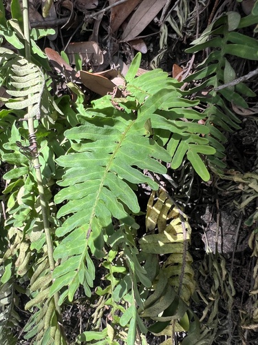 resurrection fern