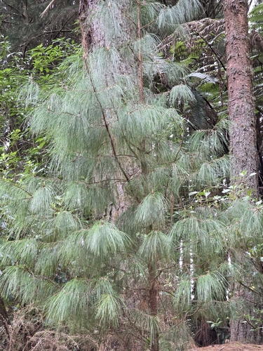 Pinus patula, photograph 3