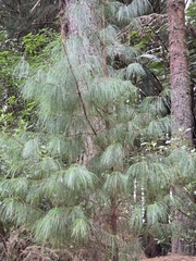 author not stated, no rights reserved Pinus patula, photograph author not stated, no rights reserved