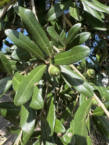 southern live oak