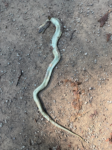 Common Garter Snake