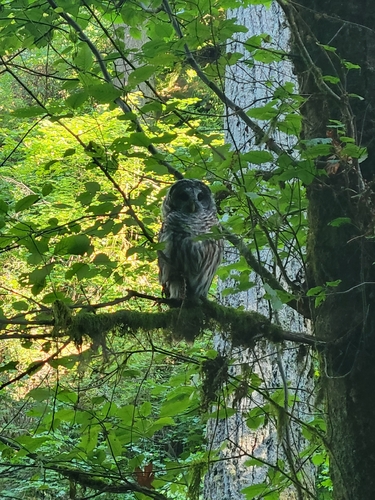 Barred Owl