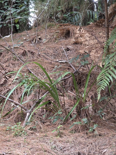Dianella nigra, photograph 4
