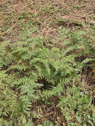 Paesia scaberula, photograph 3