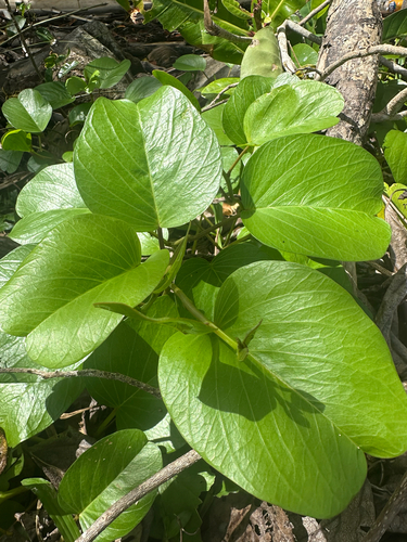 Beach Morning Glory