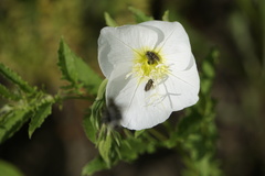 Acmaeodera