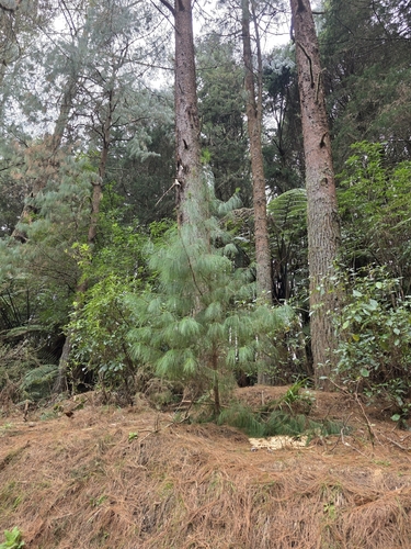 Pinus patula, photograph 4