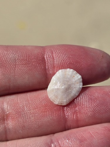 Eoacmaea pustulata observed 2026-09-12