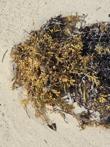 Sargassum fluitans observed 2026-09-12