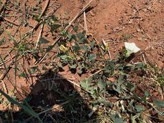 Calystegia atriplicifolia buttensis