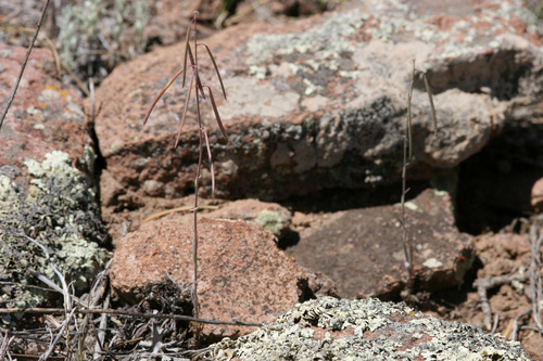 Spoonleaf Rockcress (Boechera spatifolia)
