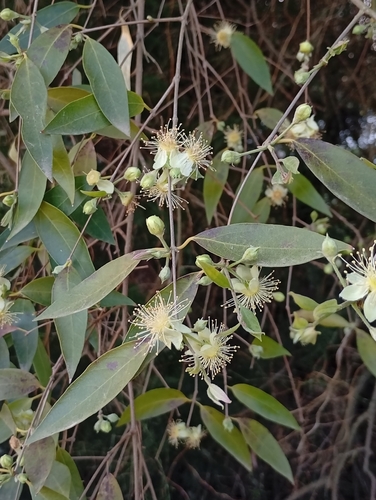 Eugenia myrcianthes, 2026-09-16