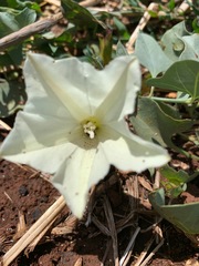 Calystegia atriplicifolia buttensis
