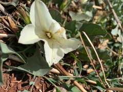 Calystegia atriplicifolia buttensis
