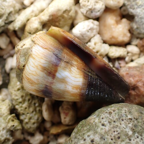 Conus miles observed 2026-09-16