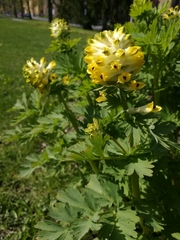 Corydalis nobilis