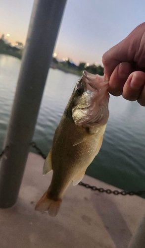 Largemouth Bass