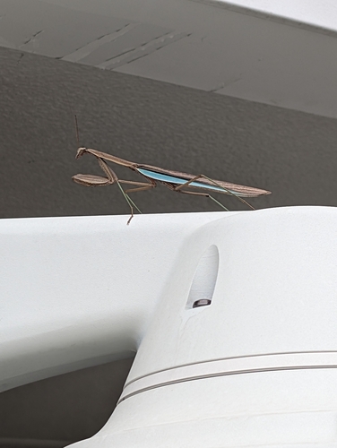 Chinese Mantis