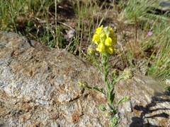 Linaria saxatilis