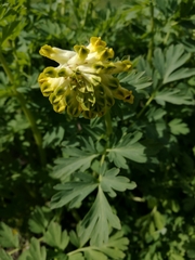 Corydalis nobilis