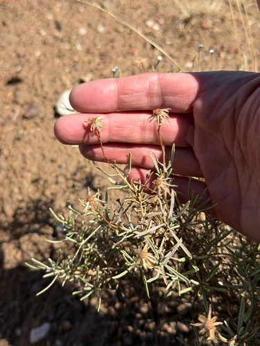 Ericameria linearifolia, photograph 2
