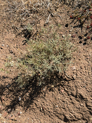 Ericameria linearifolia