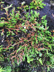 Selaginella wallacei