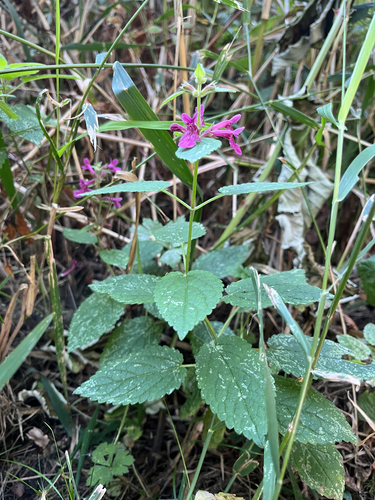 Stachys chamissonis, photograph 6