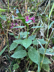 Stachys chamissonis, photograph (c) Bryan Vroom, some rights reserved (CC BY)