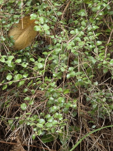 Gaultheria antipoda, photograph 4
