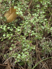 Gaultheria antipoda, photograph author not stated, no rights reserved