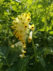 Corydalis nobilis