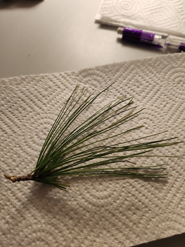 eastern white pine