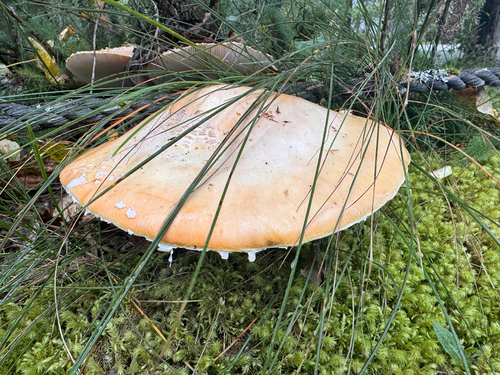 American Fly Agaric