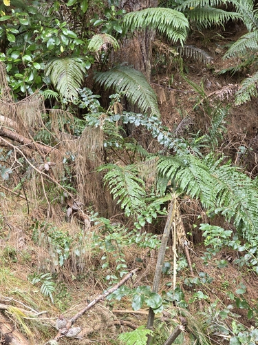 Coriaria arborea, photograph 5