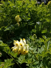 Corydalis nobilis