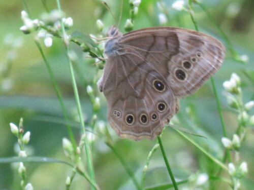 Northern Pearly-eye