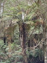 Dicksonia squarrosa